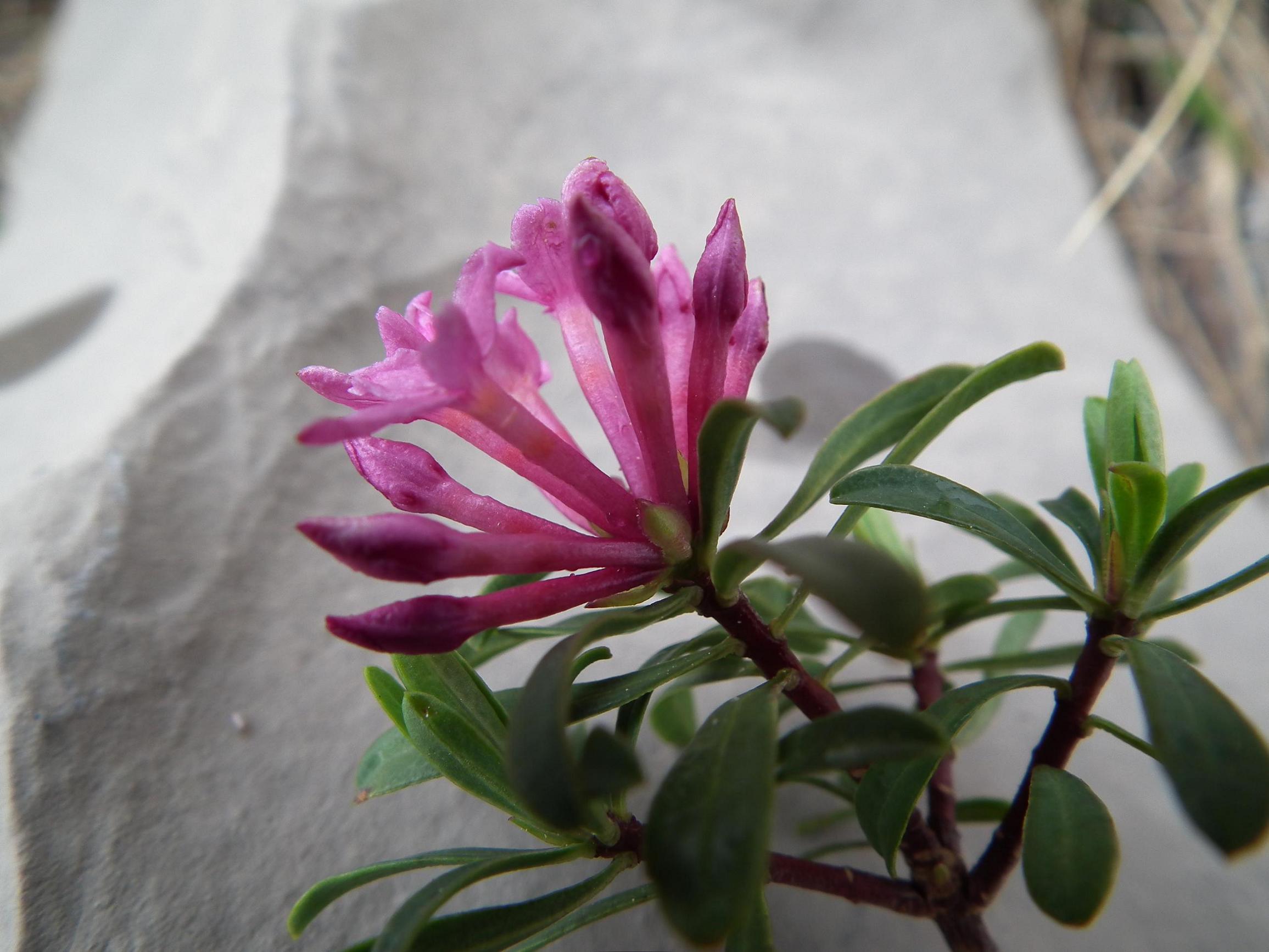 Daphne striata vs Daphne cneorum